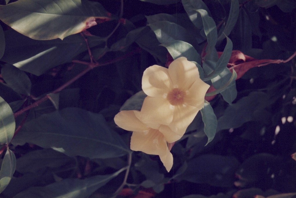 FastFoto_0047_a.jpg
