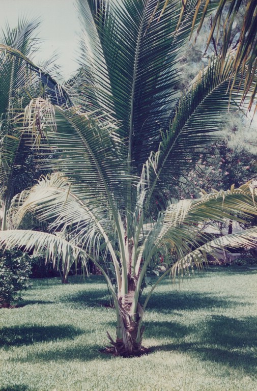 FastFoto_0088_a.jpg