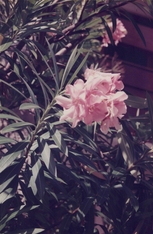 FastFoto_0093_a.jpg
