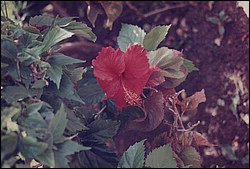 FastFoto_0046_a.jpg