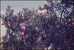 FastFoto_0048_a.jpg