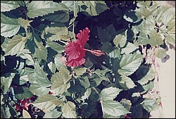 FastFoto_0079_a.jpg