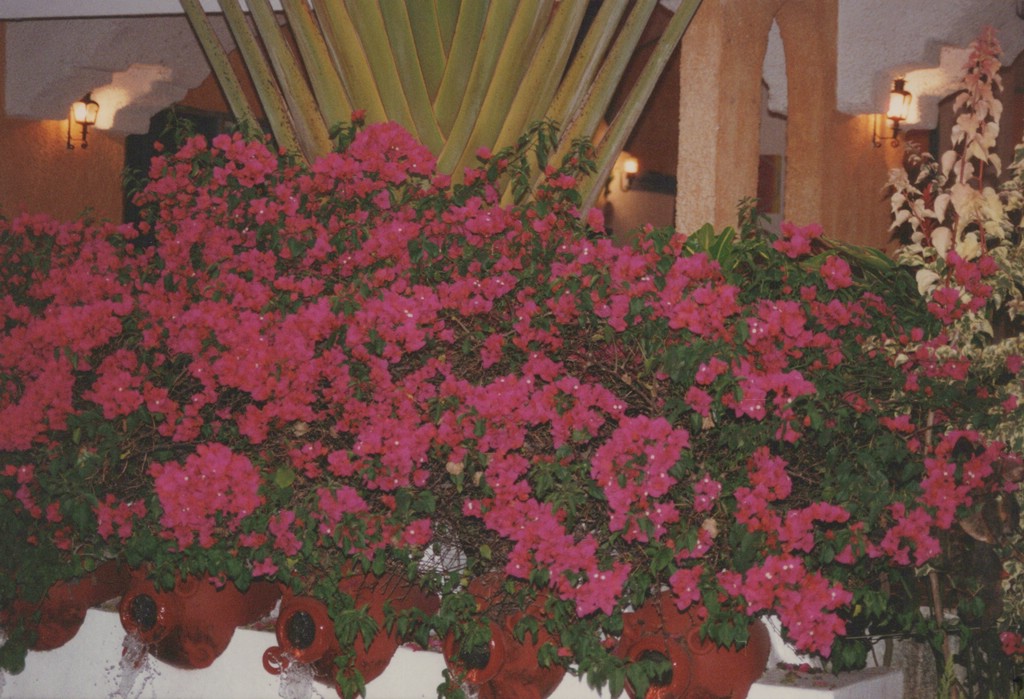 FastFoto_0113_a.jpg
