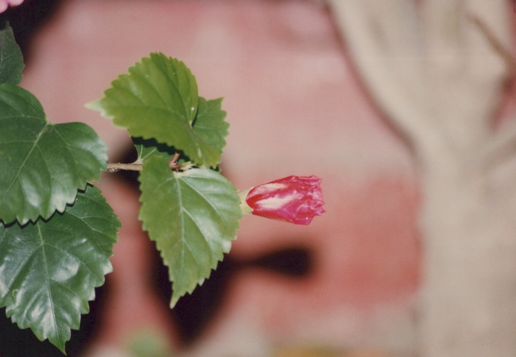 FastFoto_0139_a.jpg