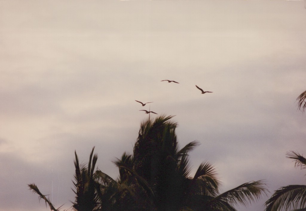 FastFoto_0142_a.jpg
