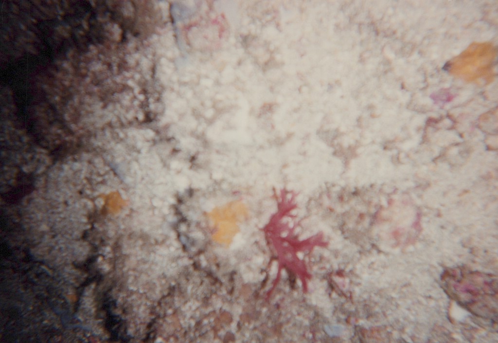 FastFoto_0153_a.jpg