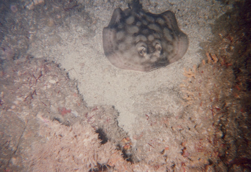FastFoto_0160_a.jpg