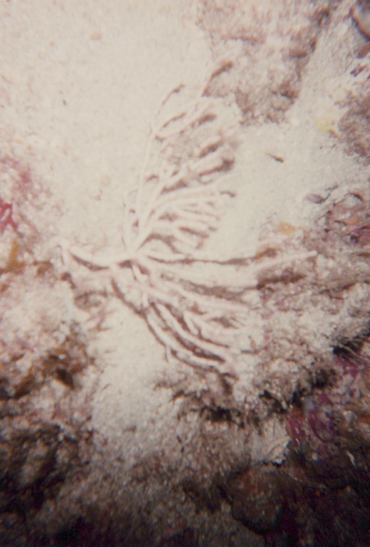 FastFoto_0163_a.jpg