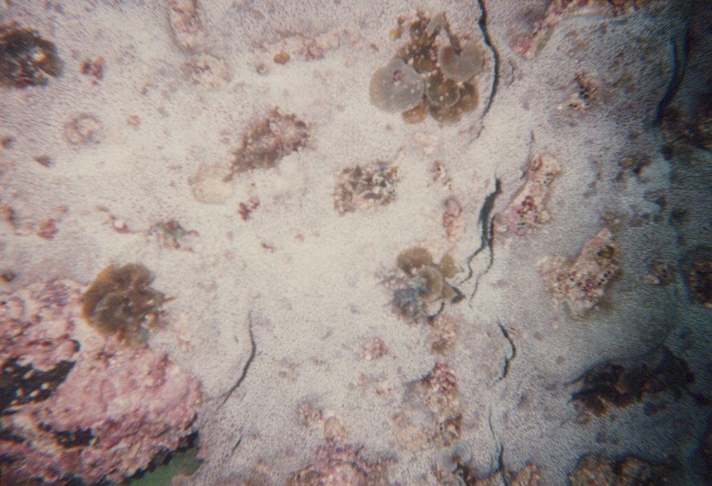 FastFoto_0197_a.jpg