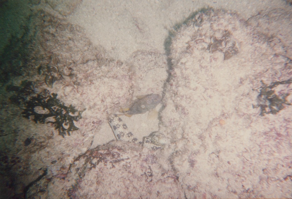 FastFoto_0201_a.jpg