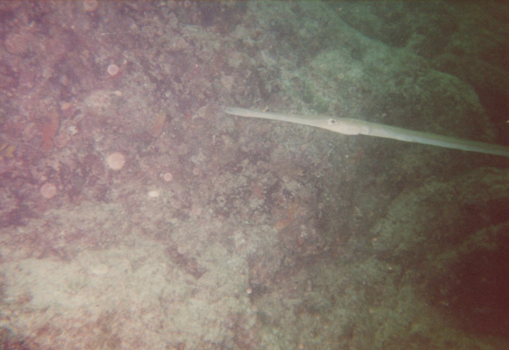 FastFoto_0209_a.jpg