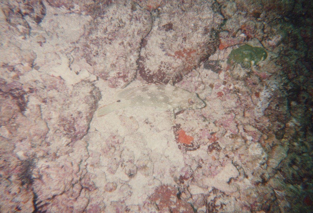 FastFoto_0211_a.jpg