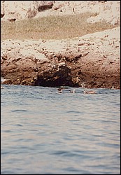 FastFoto_0121_a.jpg