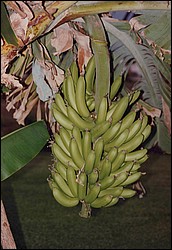 FastFoto_0136_a.jpg