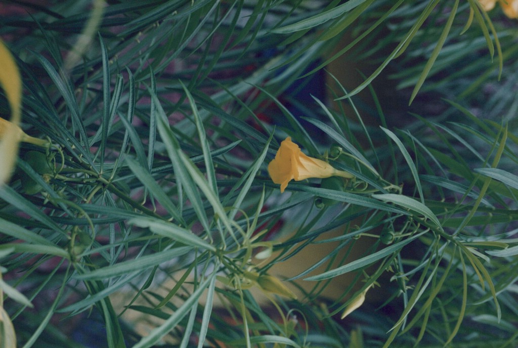 1FastFoto_0327_a.jpg