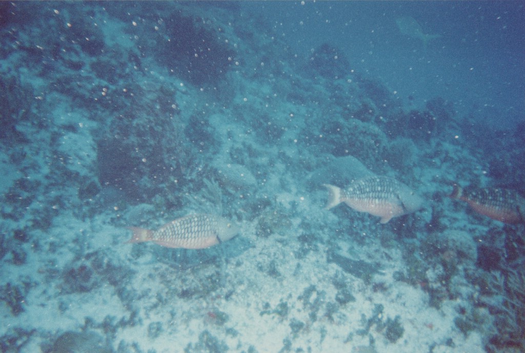 FastFoto_0226_a.jpg