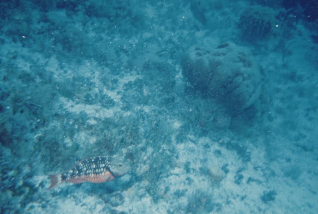 FastFoto_0231_a.jpg