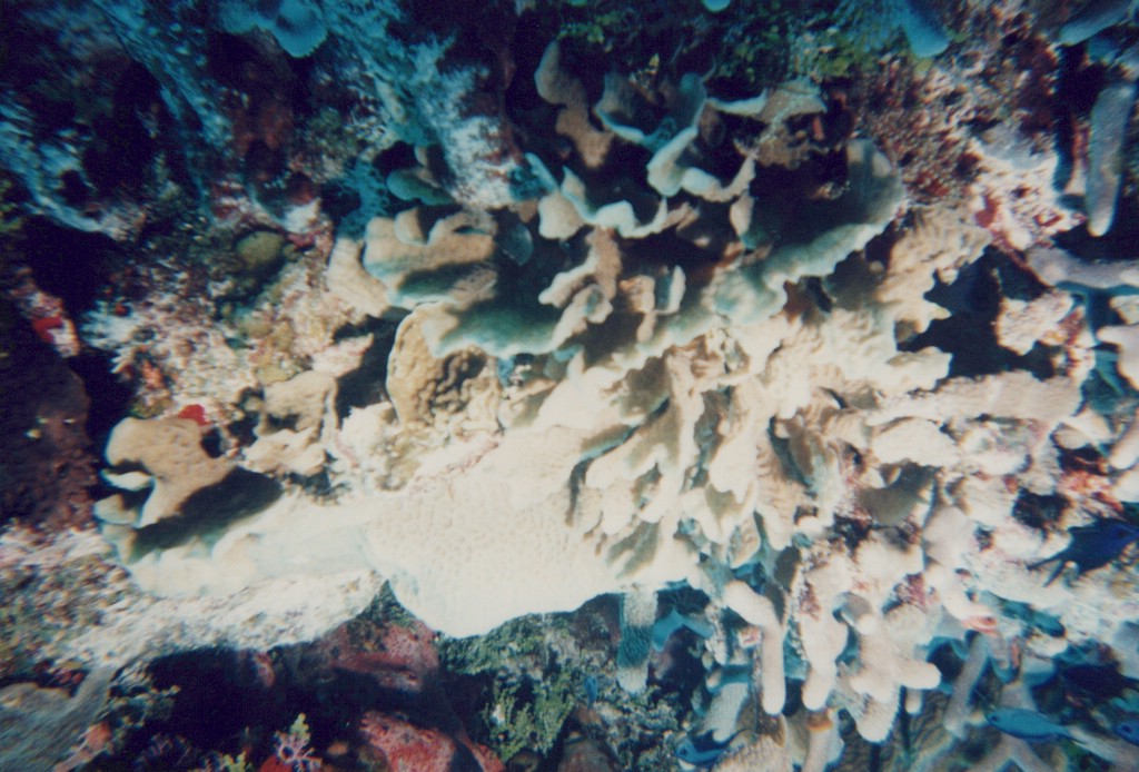 FastFoto_0232_a.jpg