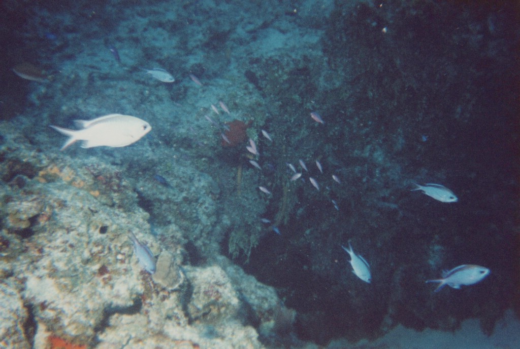 FastFoto_0242_a.jpg