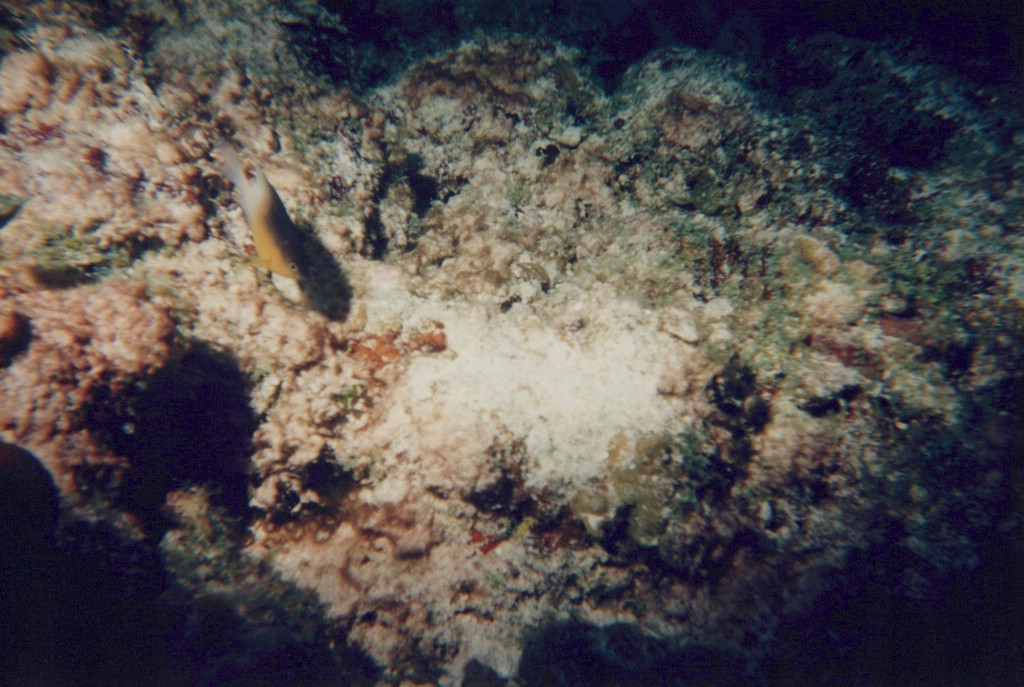 FastFoto_0244_a.jpg