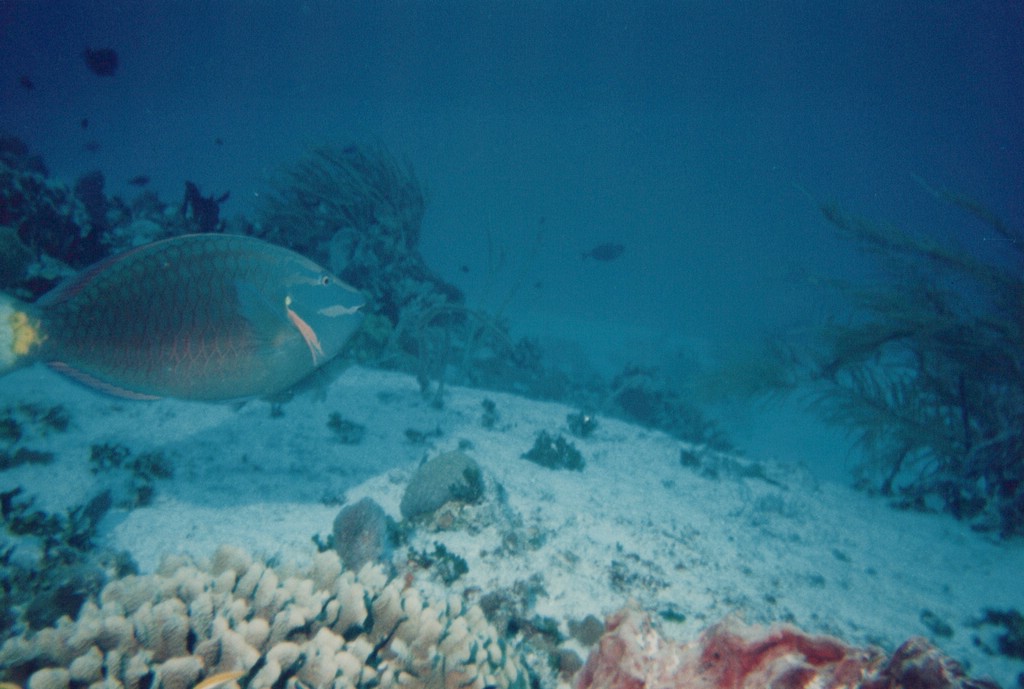 FastFoto_0263_a.jpg