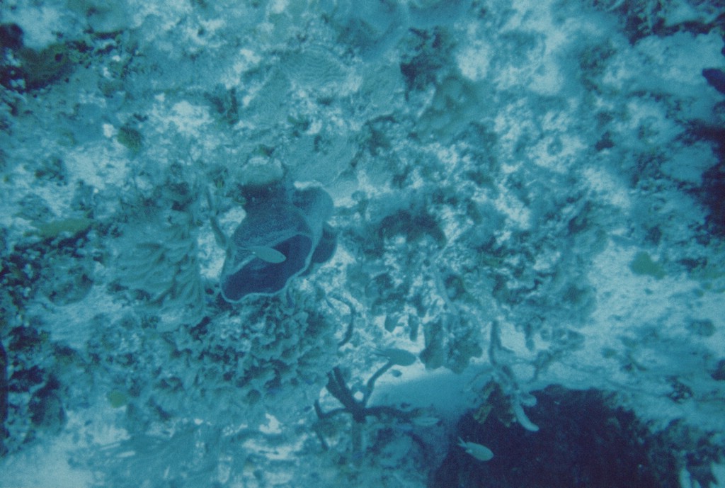 FastFoto_0297_a.jpg