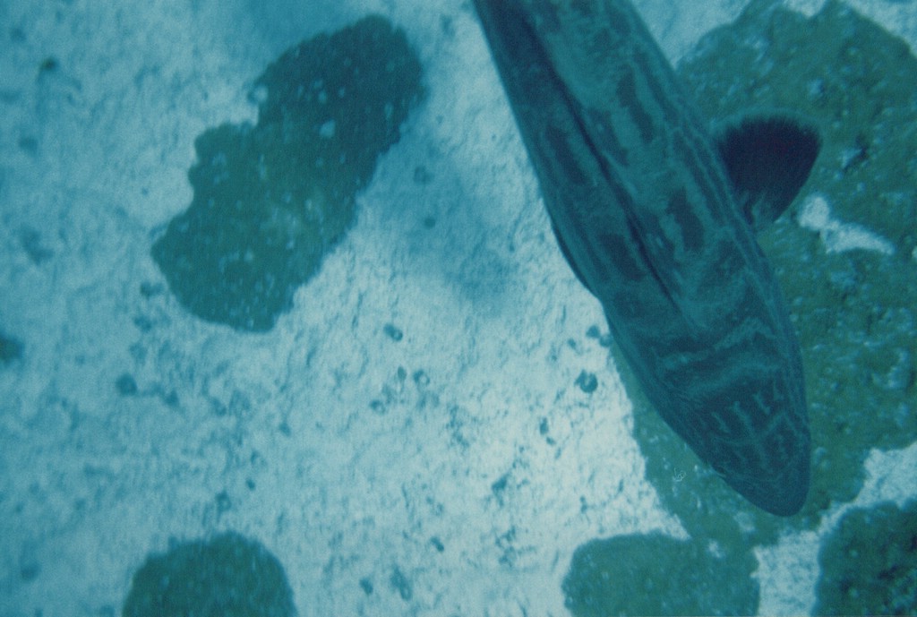 FastFoto_0303_a.jpg