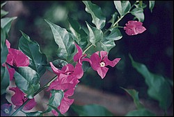 1FastFoto_0328_a.jpg