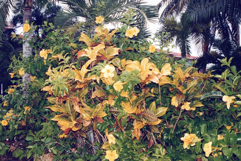 FastFoto_0010_a.jpg