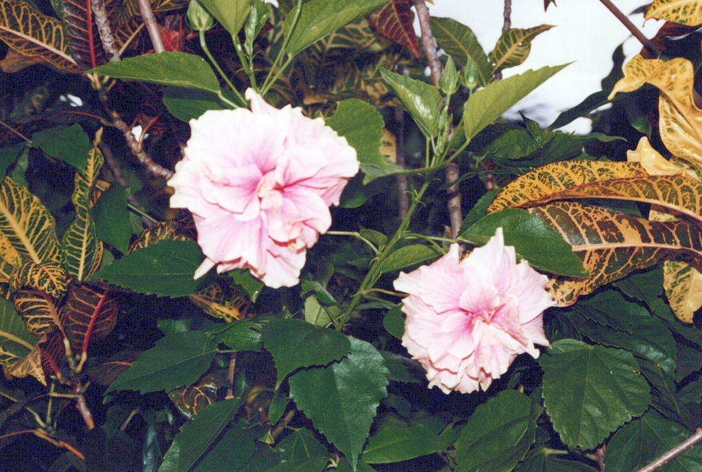 FastFoto_0042_a.jpg