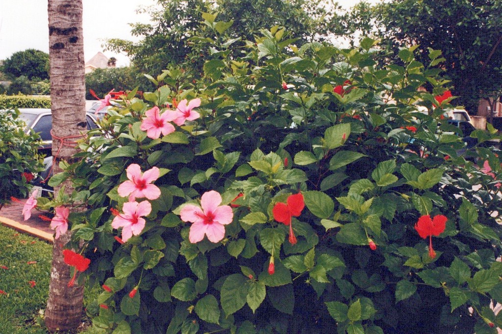 FastFoto_0058_a.jpg