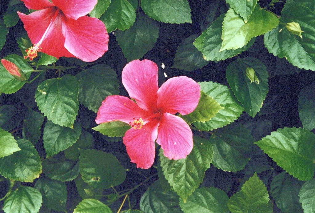FastFoto_0061_a.jpg