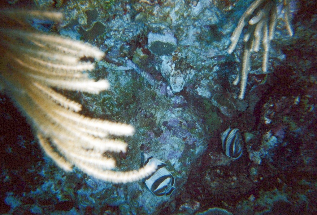 FastFoto_0077_a.jpg
