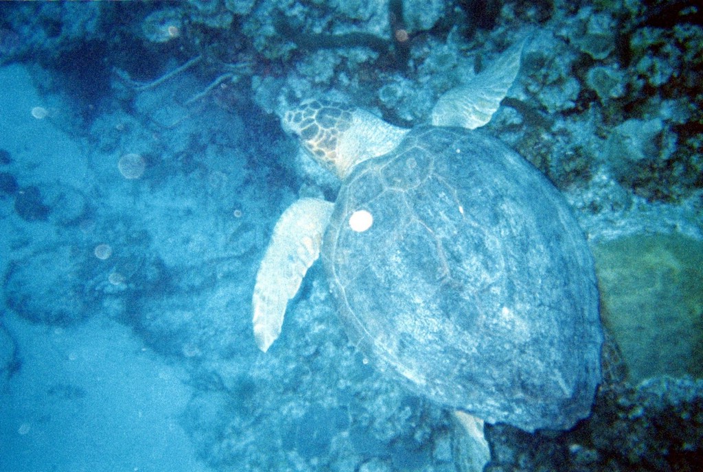 FastFoto_0083_a.jpg