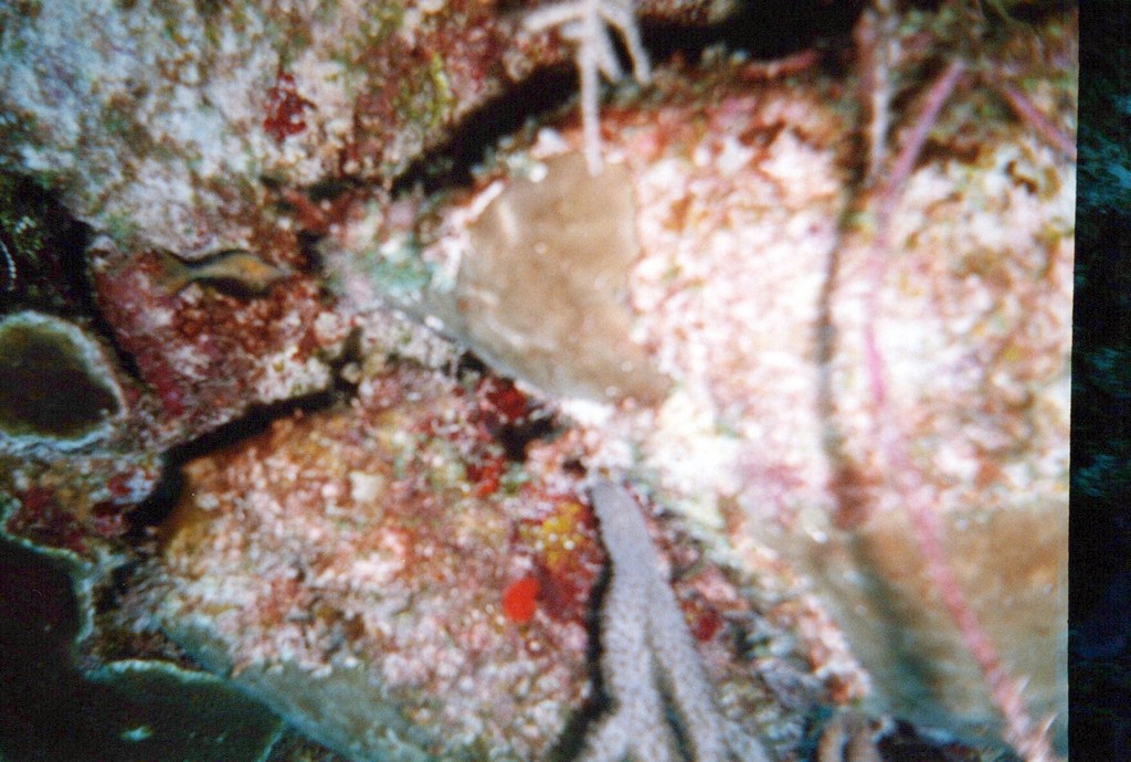 FastFoto_0085_a.jpg