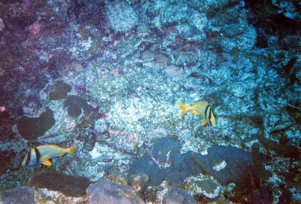 FastFoto_0094_a.jpg