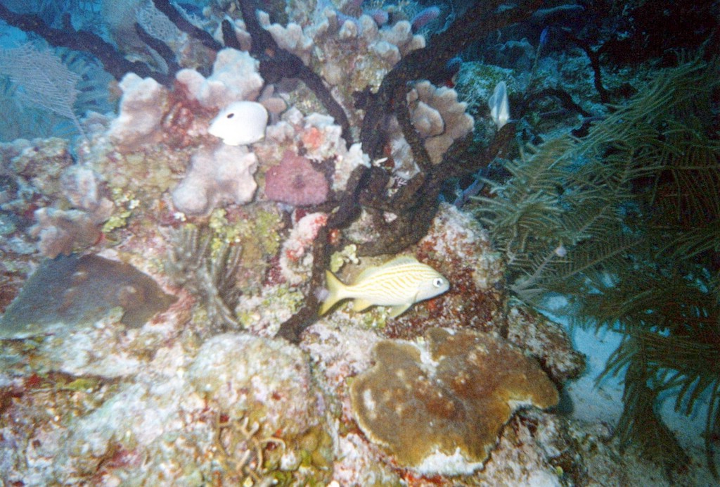 FastFoto_0099_a.jpg