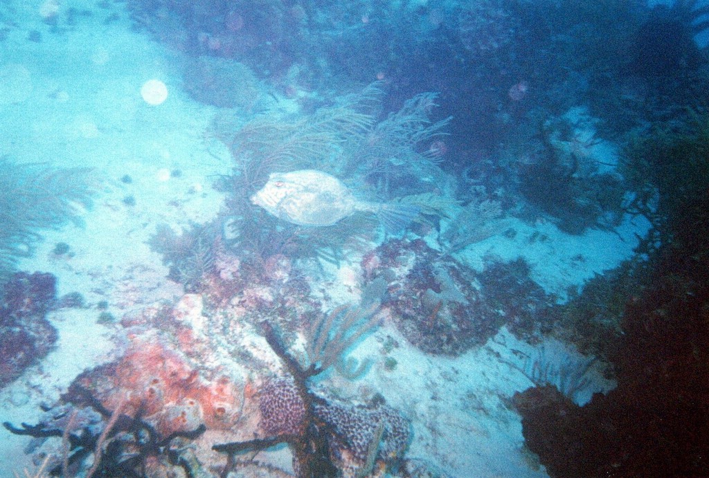 FastFoto_0100_a.jpg