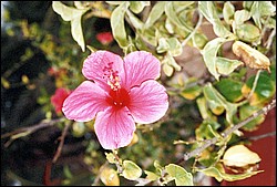 FastFoto_0043_a.jpg
