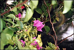 FastFoto_0050_a.jpg