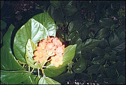 FastFoto_0056_a.jpg