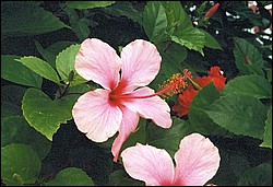 FastFoto_0060_a.jpg