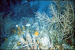 FastFoto_0079_a.jpg