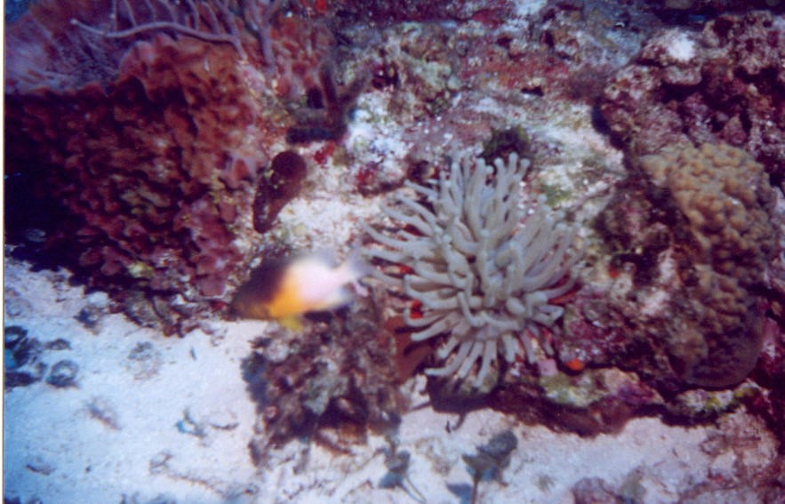 02_Delilah_Reef-01.jpg
