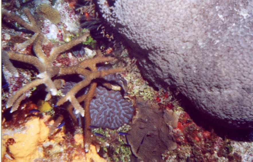02_Delilah_Reef-02.jpg