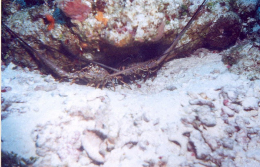 02_Delilah_Reef-03.jpg