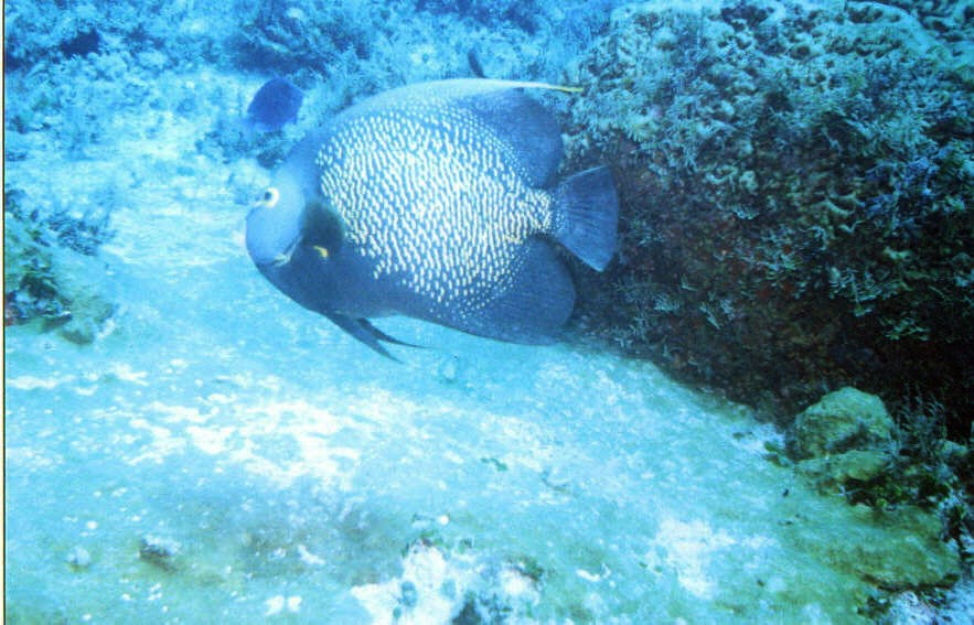 02_Delilah_Reef-05.jpg