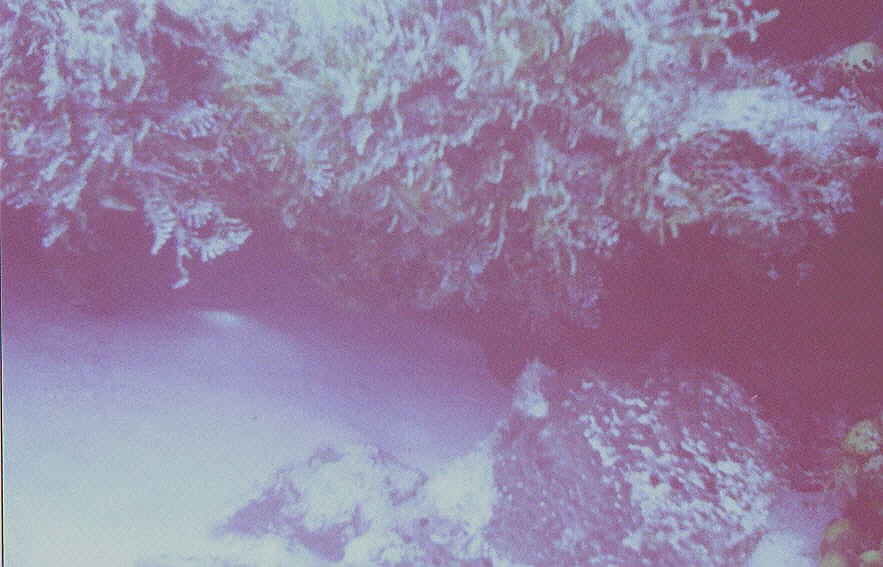 02_Delilah_Reef-Shark.jpg