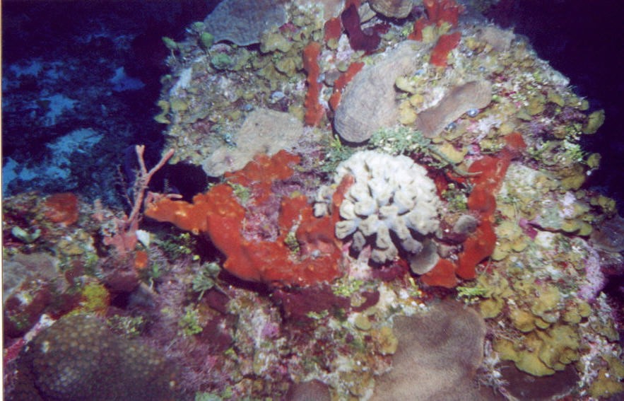 03_Georges_Reef-02.jpg