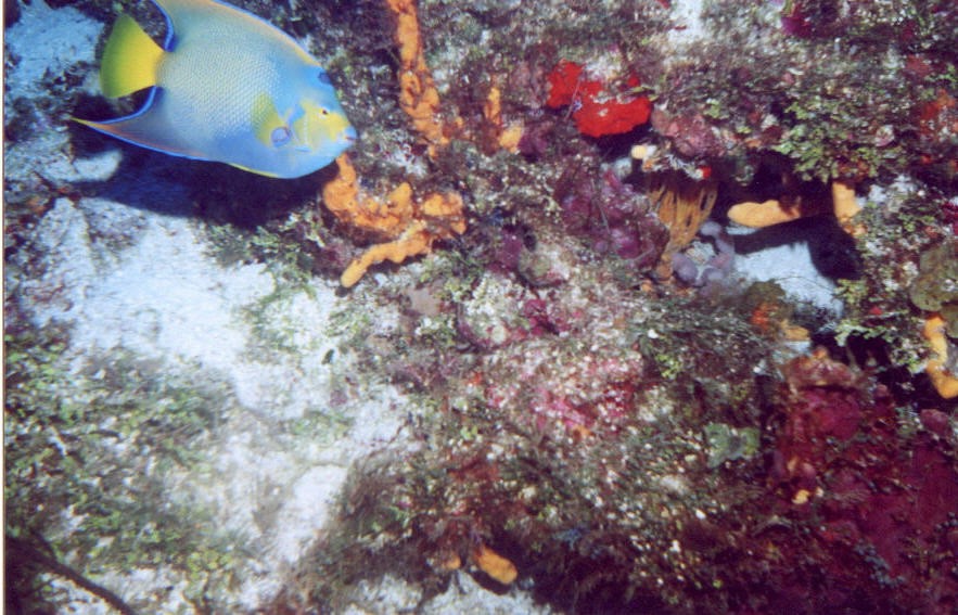 03_Georges_Reef-05.jpg